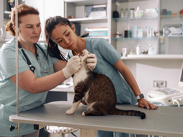 Une vétérinaire et une stagiaire examinent la gueule d'un chat (© Adobe Stock)