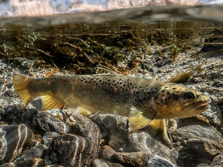 Bild einer in der Schweiz heimischen Bachforelle. © Jonas Steiner