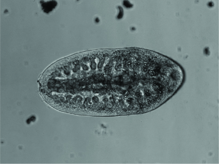 © Institute of Parasitology Bern