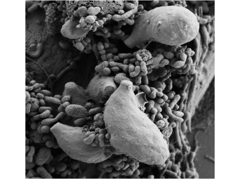 © Institute of Parasitology Bern