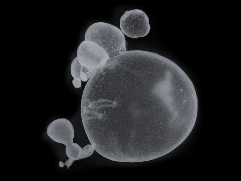 © Institute of Parasitology Bern