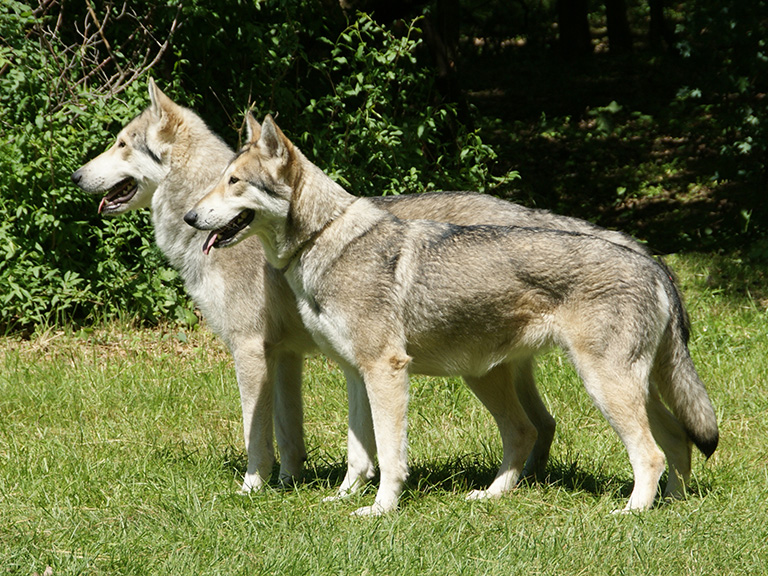 © Nederlandse Vereniging van Saarlooswolfhonden