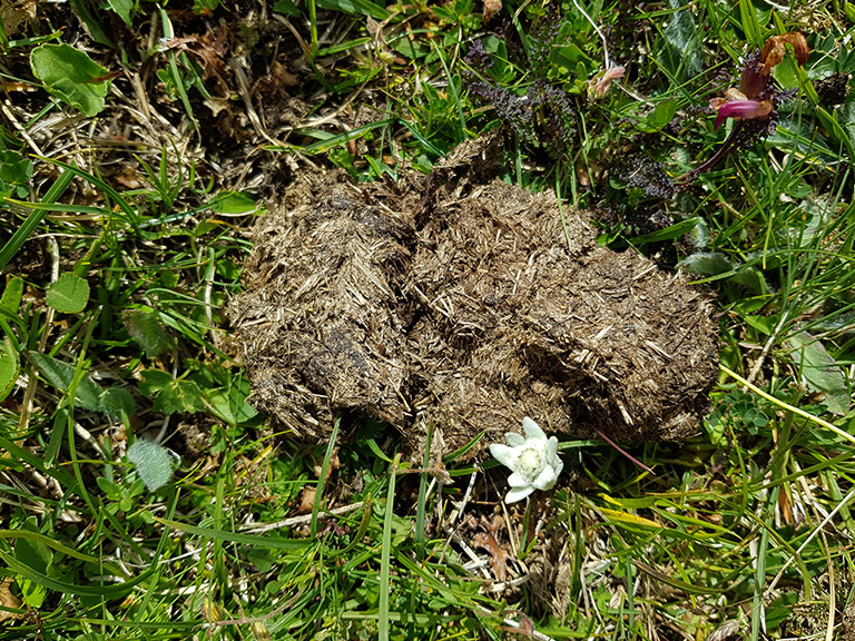 © Wiederkäuerklinik Bern/Mireille Meylan