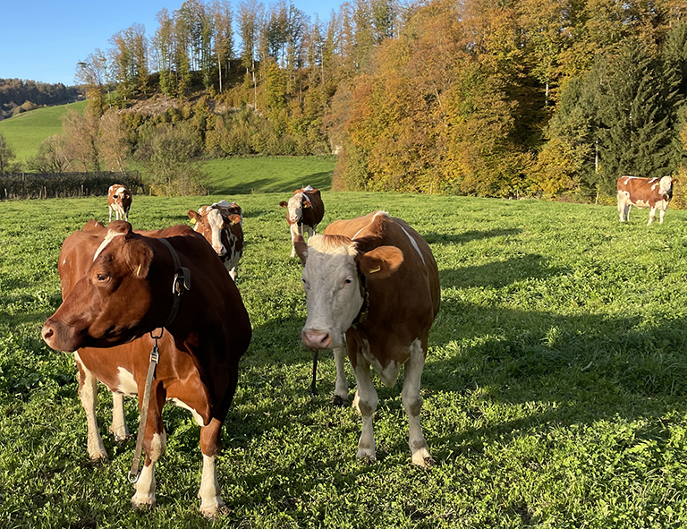 © Cord Drögemüller