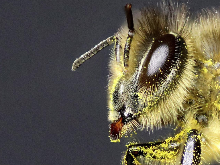 Der Kopf einer Biene